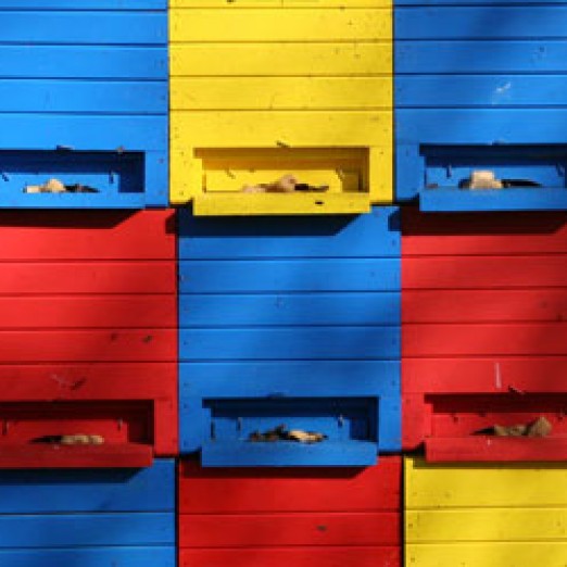 Radovan Petrović - pčelarstvo