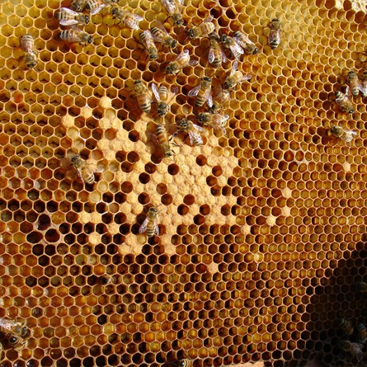 Pčelarska udruga „Turopolje”