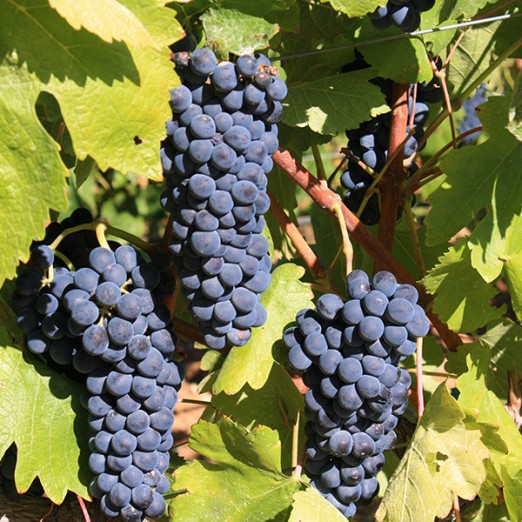 Udruga vinogradara i vinara Grozd